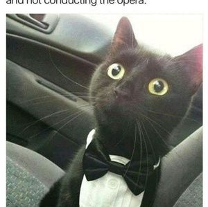 Meet your Posher, Margarita